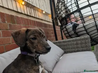 Mixed Breed dogs Beautiful Brindle Collie Cross Puppy – Mabel - Advert 4