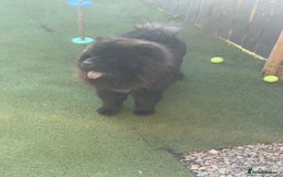 Chow Chow dogs for sale: Big bear  - Image 3