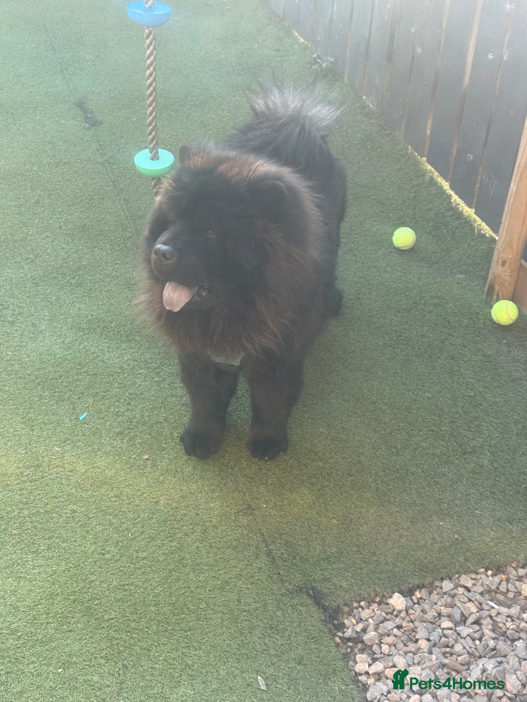Chow Chow dogs for sale: Big bear  - Image 3