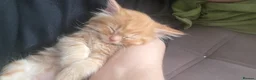 British Longhair cats for sale: 4 cute little kittins in Glasgow - Advert 9