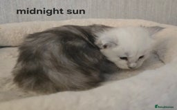 Maine Coon cats for sale: Maine Coon Kittens Black Shaded European Lines - Image 19