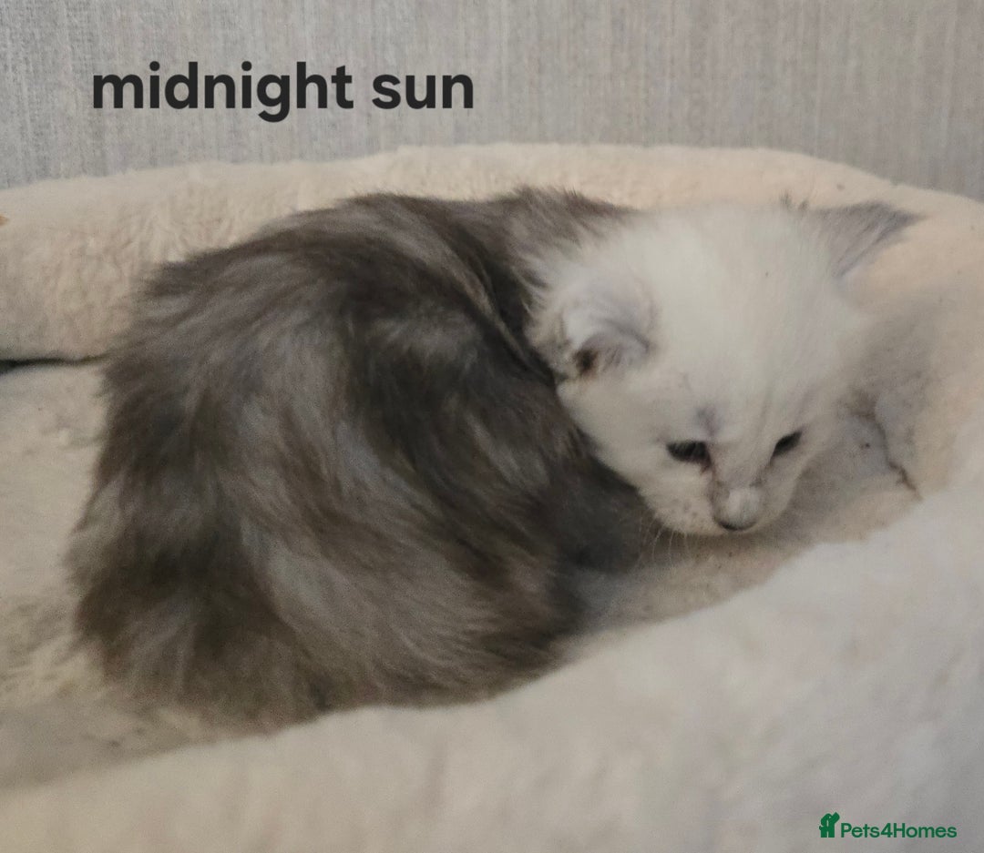 Maine Coon cats for sale: Maine Coon Kittens Black Shaded European Lines - Image 19