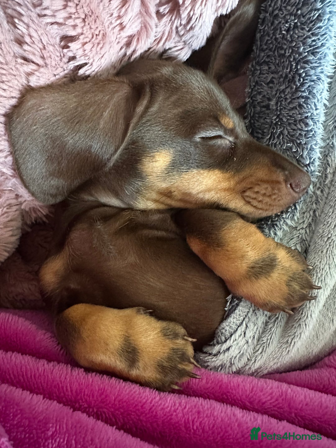 Miniature Dachshund dogs for sale: Female 9 weeks old  - Image 3