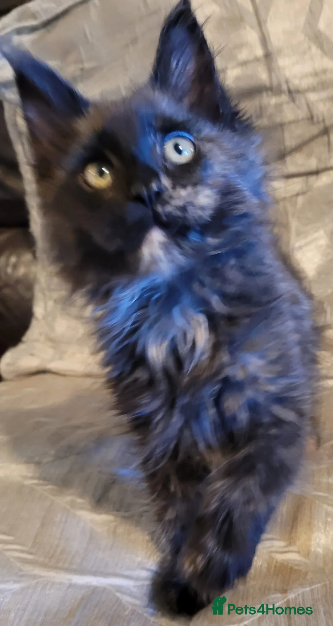 Maine Coon cats for sale: TICA active reg girl kitten health tested! - Advert 4