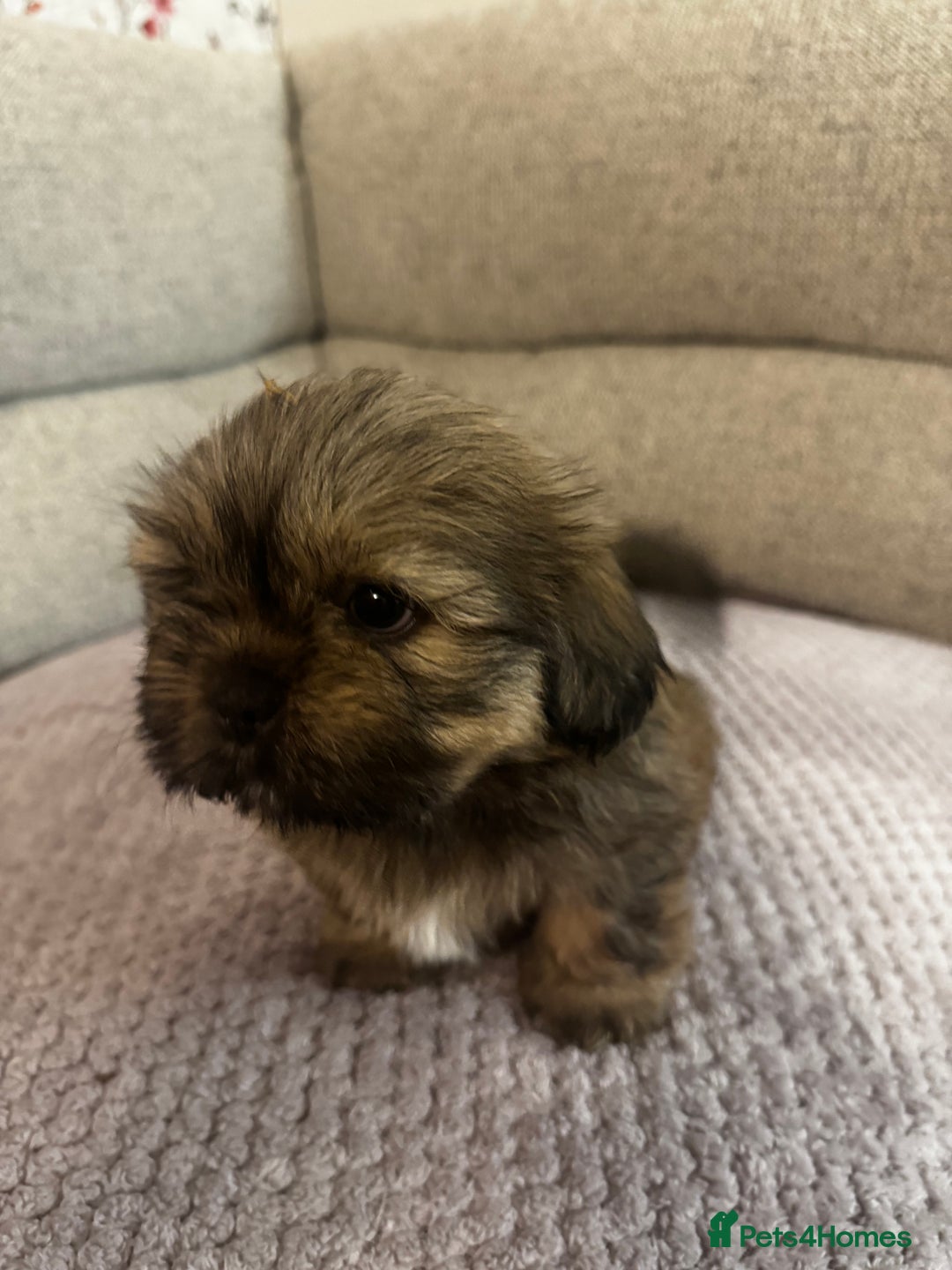 Mixed Breed dogs for sale: Shih Tzu cross patterdale pups - Advert 11