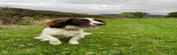 English Springer Spaniel dogs for stud: English Springer Spaniel Stud – “PADDY’S GILL LAD - Advert 8