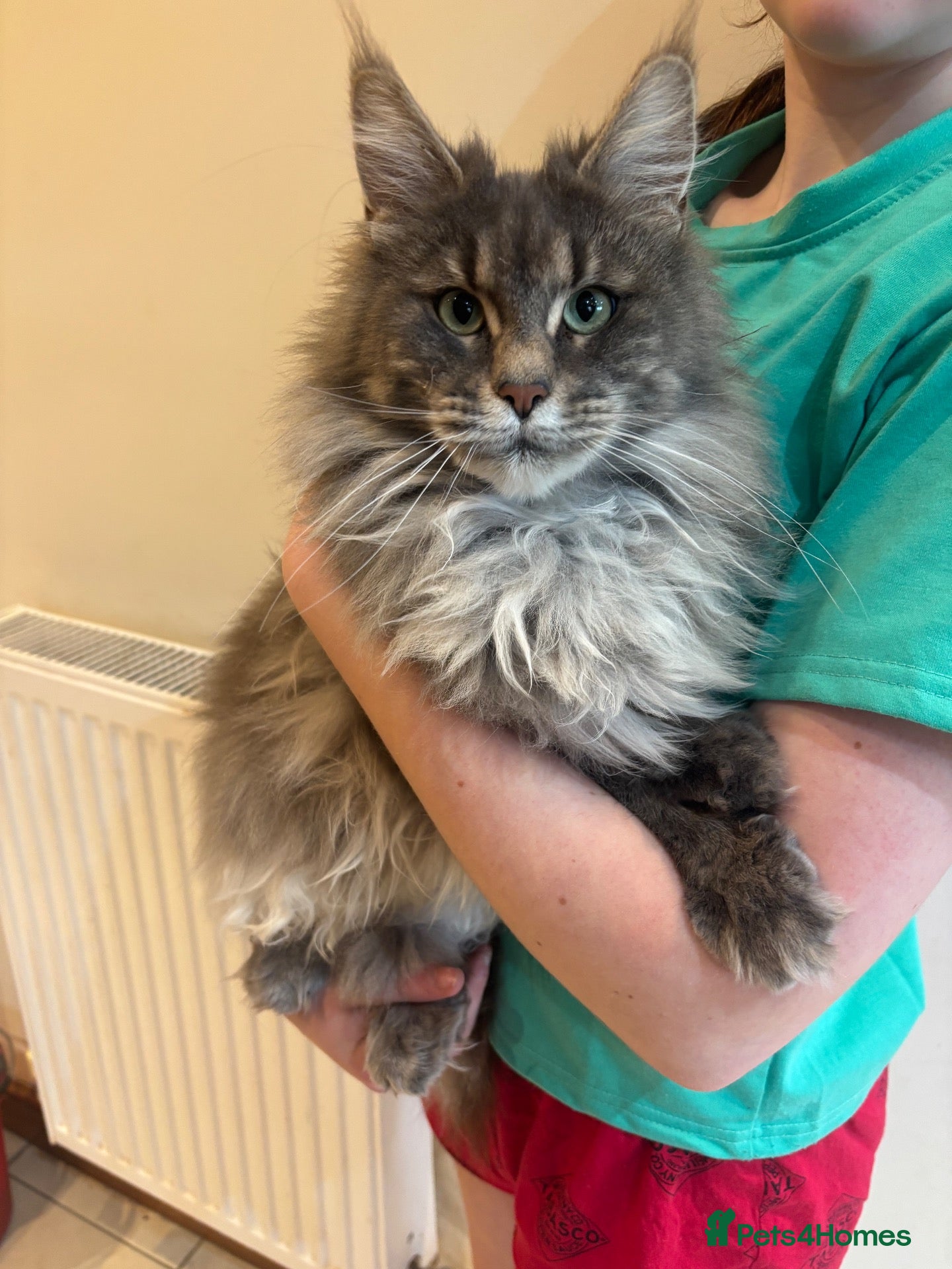 Maine Coon cats Stunning pedigree Maine coon kittens - Advert 2