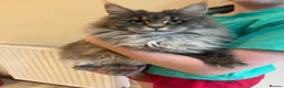 Maine Coon cats for sale: Stunning pedigree Maine coon kittens - Advert 2