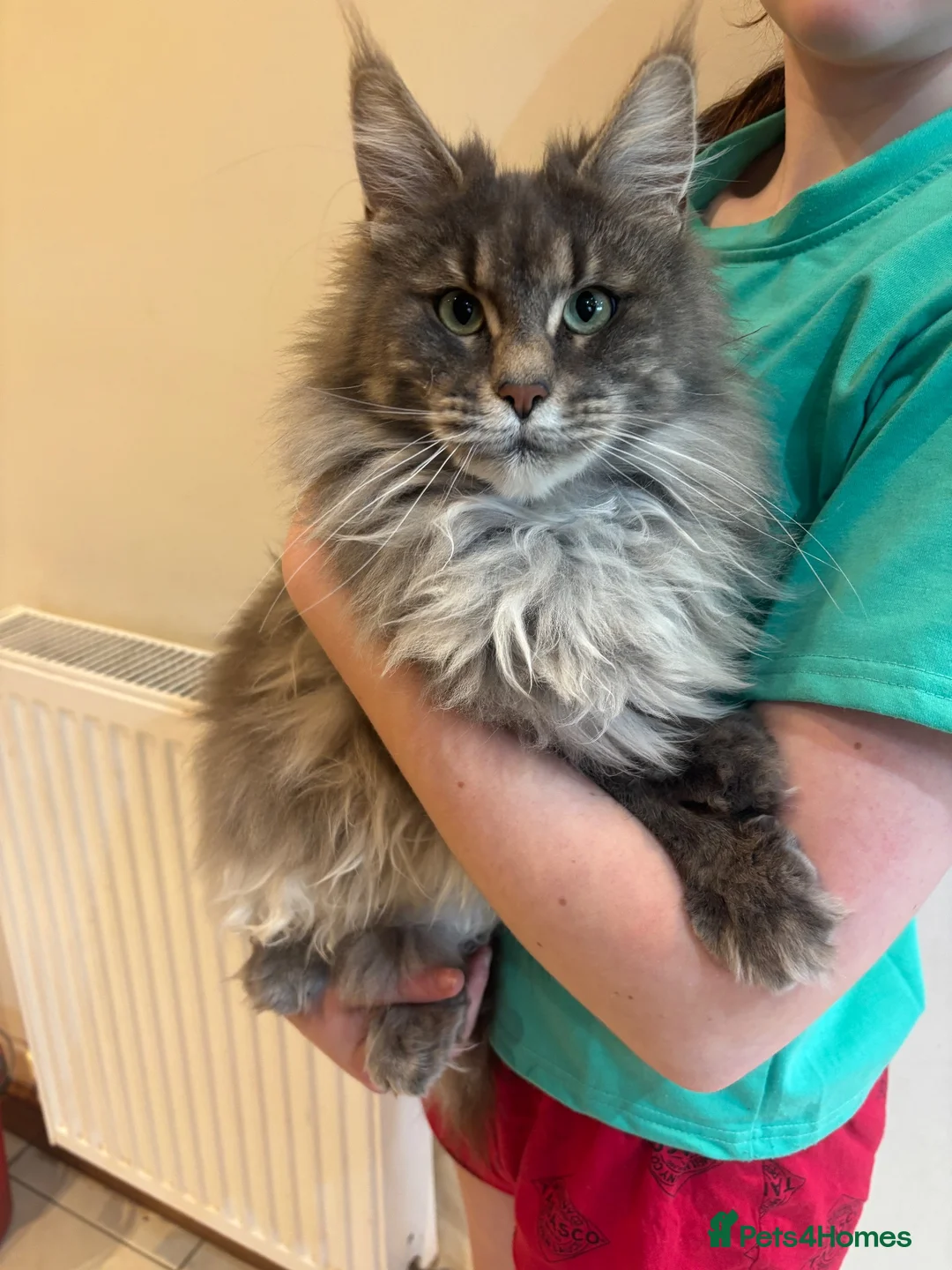 Maine Coon cats for sale: Stunning pedigree Maine coon kittens - Advert 2