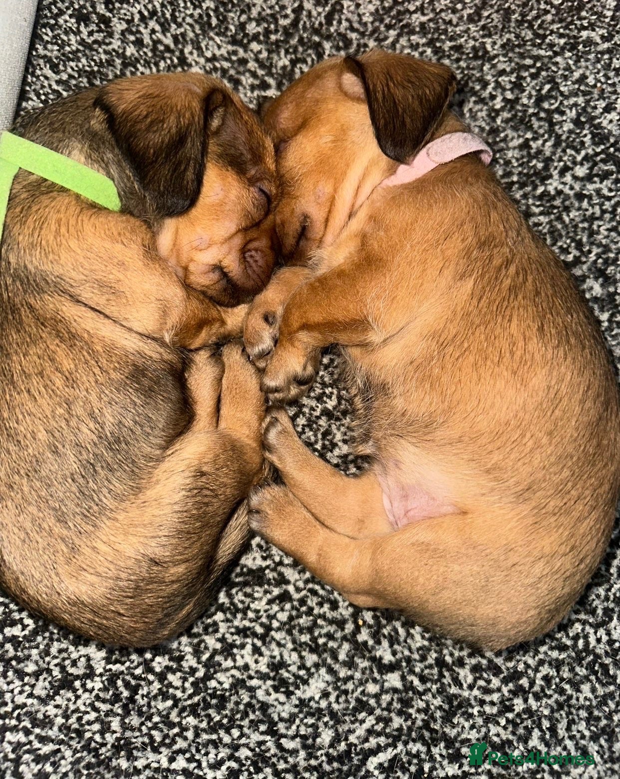 Mixed Breed dogs 6 dashound mix breed puppies  - Advert 1