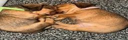 Mixed Breed dogs for sale: 6 dashound mix breed puppies  in Retford - Advert 1