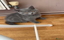 British Shorthair cats for sale: 2 Beautiful British ShortHair  - Image 2