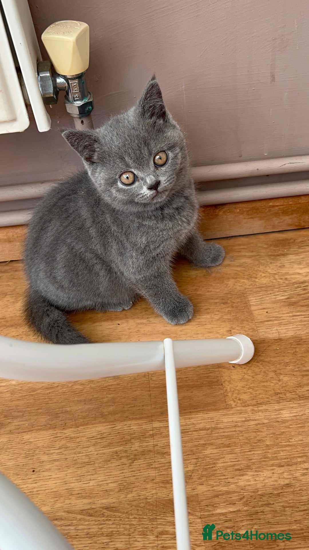 British Shorthair cats for sale: 2 Beautiful British ShortHair  - Image 2