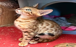 Bengal cats for sale: Bengal kittens stunning litter ready now boys girl - Image 14