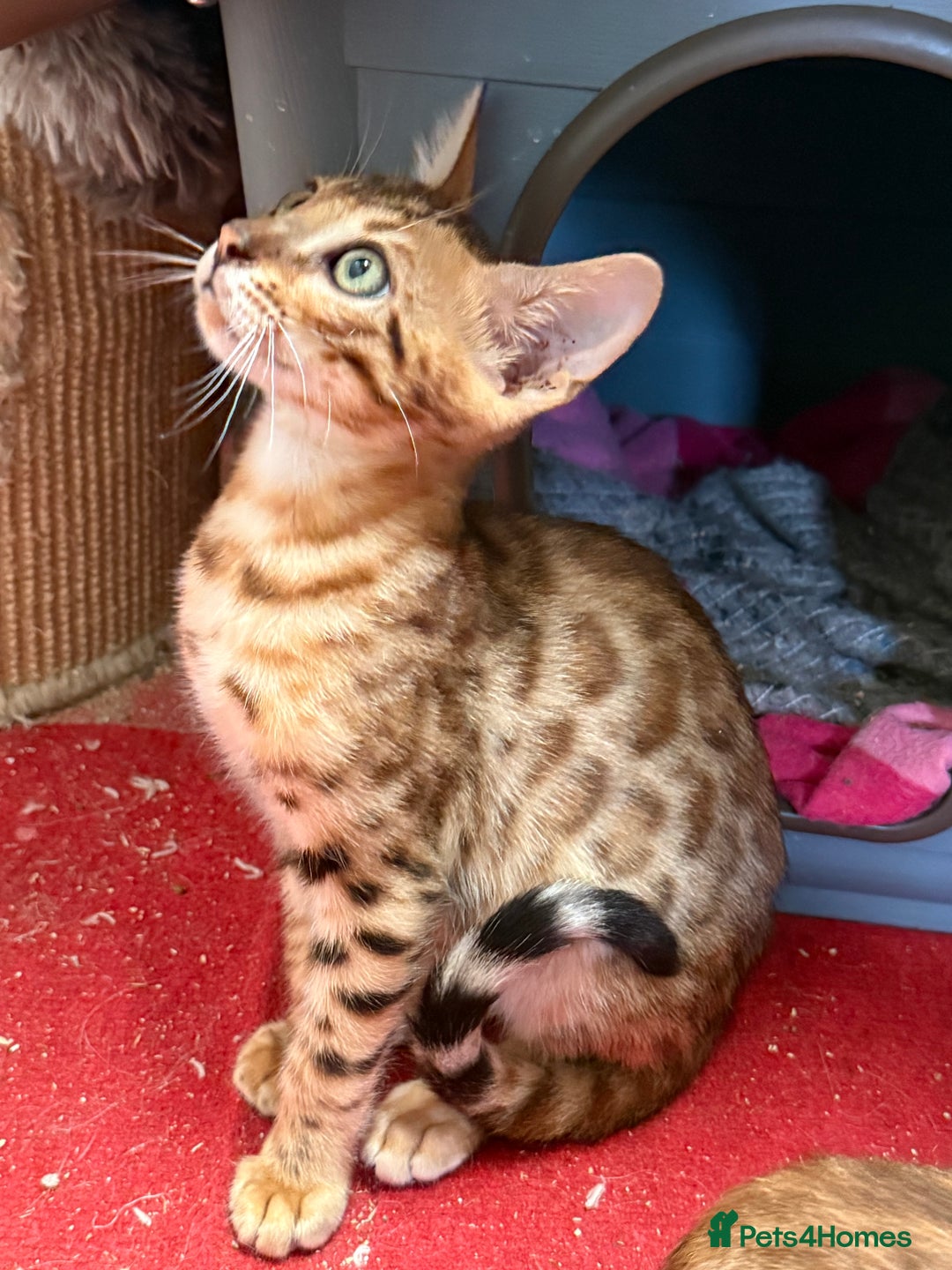 Bengal cats for sale: Bengal kittens stunning litter ready now boys girl - Image 14