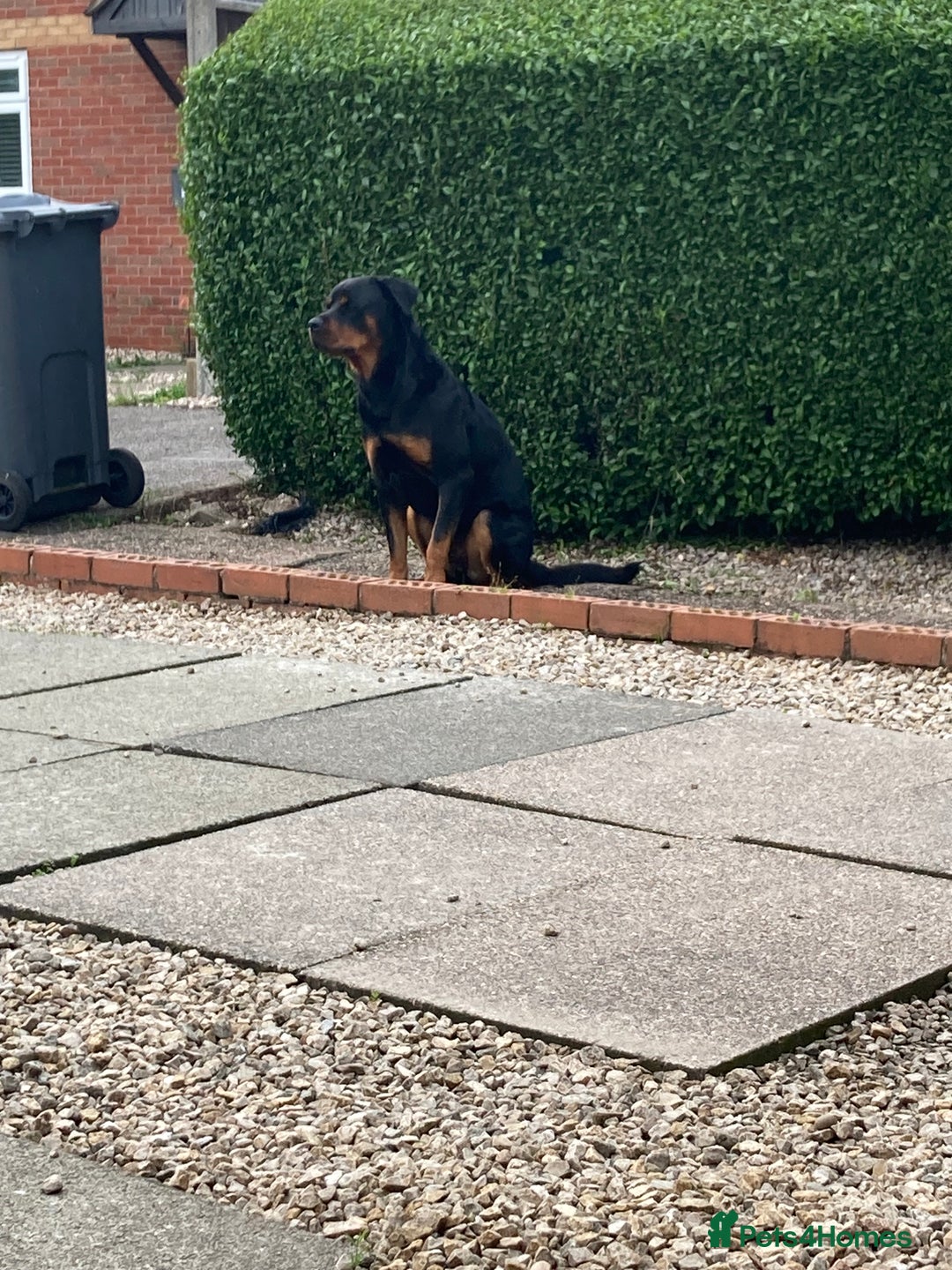 Rottweiler dogs for sale: Bruce * Rehome *  - Advert 17