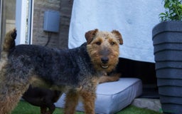 Welsh Terrier dogs for adoption: Sweet Charlie looking for LOVE - Image 11