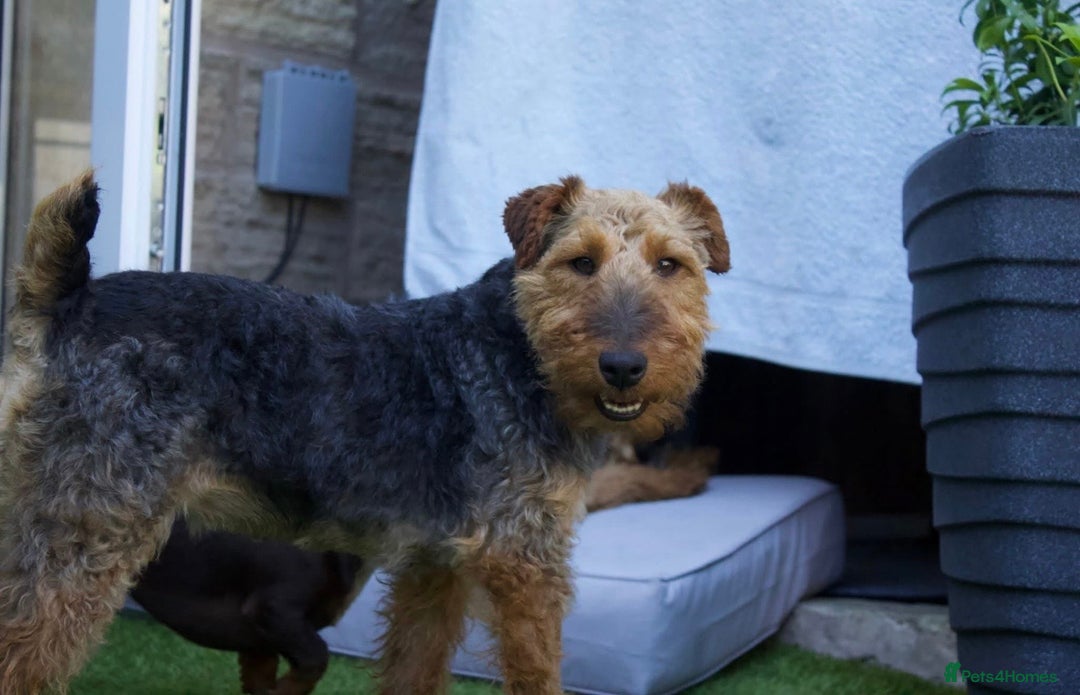 Welsh Terrier dogs for adoption: Sweet Charlie looking for LOVE - Image 11