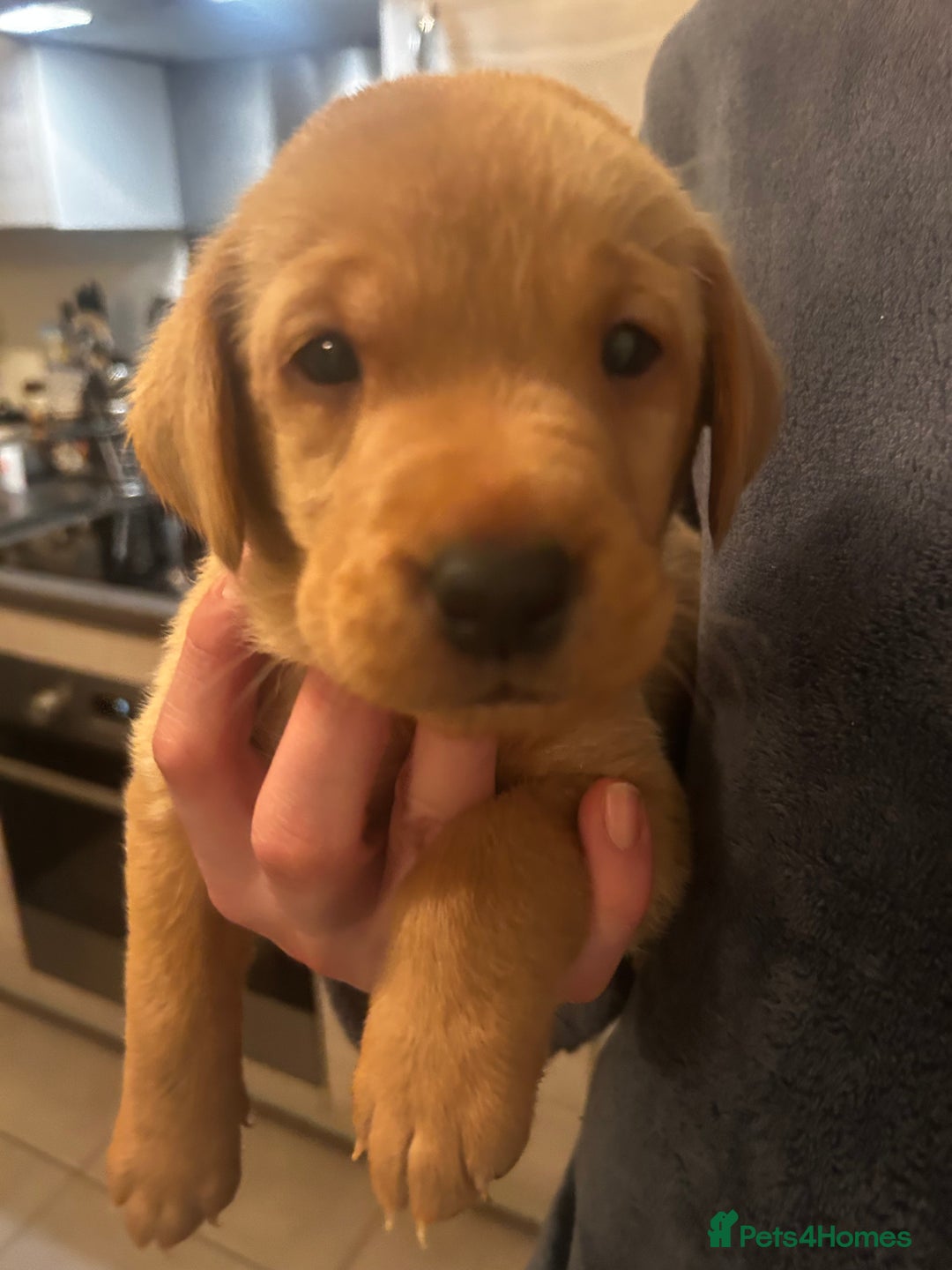 Labrador Retriever dogs for sale: Red fox Labrador puppies  - Advert 12