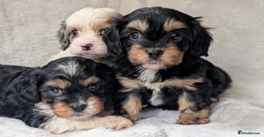 Cavapoo dogs - Advert 1