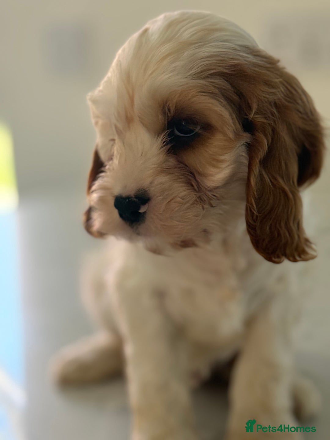 Mixed Breed dogs for sale: Cavalier King Charles Spaniel x Cockapoo - Image 3