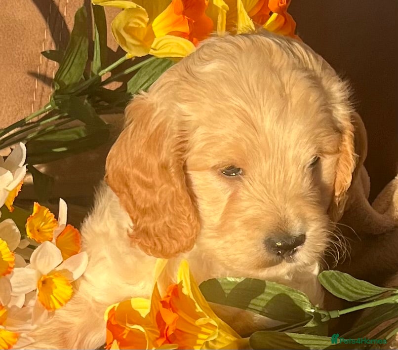 Cockapoo dogs Only 3 Stunning Show F1 Cockapoos remaining  - Advert 1