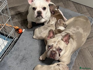 French Bulldog dogs French Bulldog Puppy’s - Advert 1