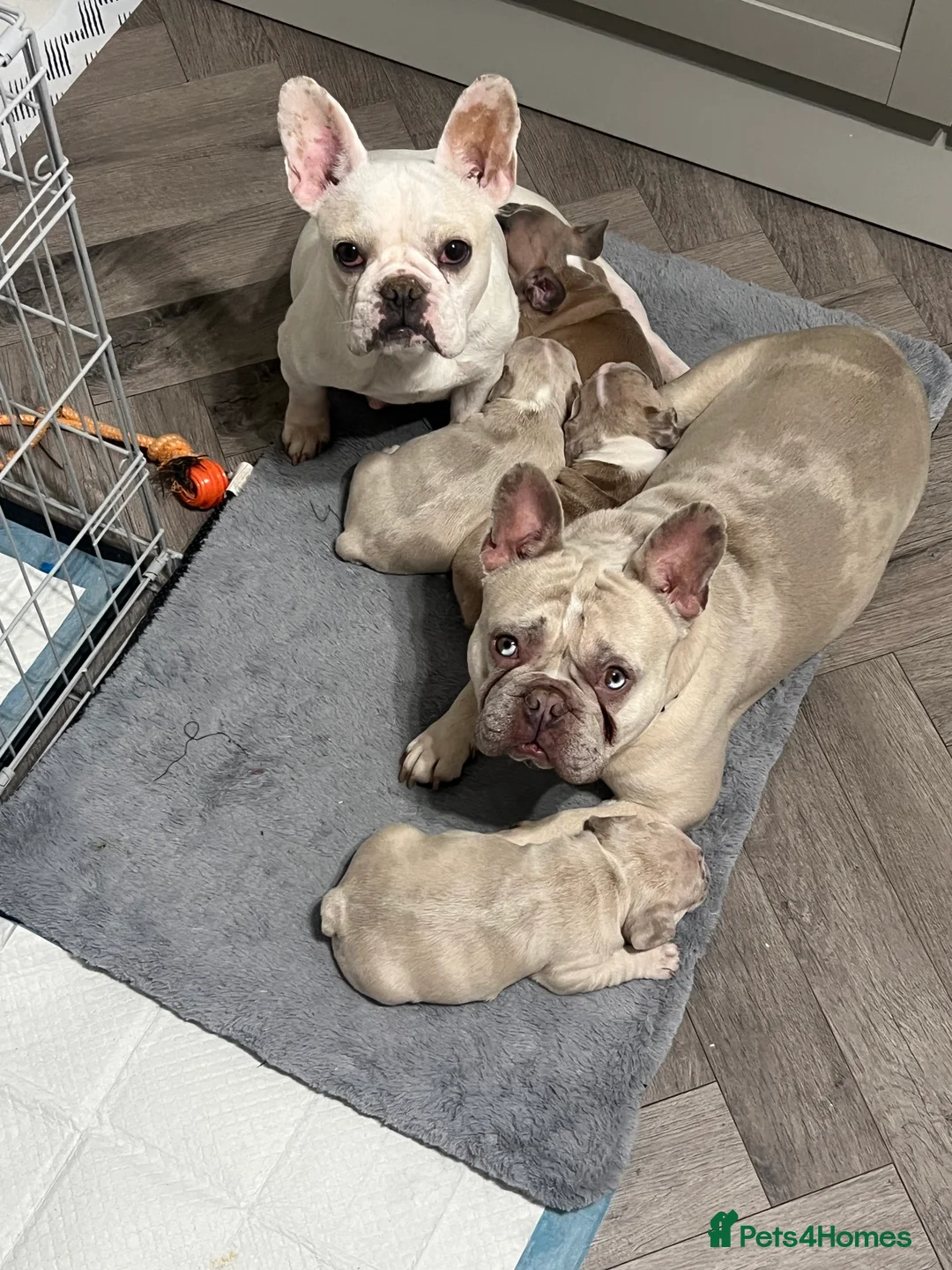 French Bulldog dogs for sale: 1 male French Bulldog Pup left  - Advert 14