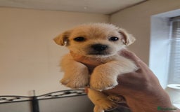 Mixed Breed dogs for sale: Mixed breed puppies. - Image 1