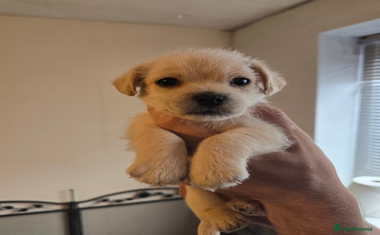 Mixed Breed dogs - Advert 1