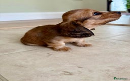 Miniature Dachshund dogs for sale: UPDATED PHOTOS - Long Haired Miniature Dachshunds  - Image 14