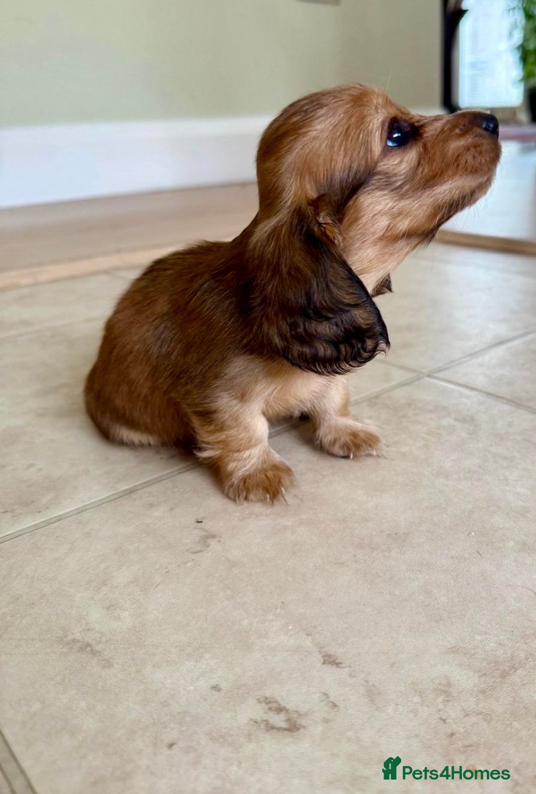 Miniature Dachshund dogs for sale: UPDATED PHOTOS - Long Haired Miniature Dachshunds  - Image 14