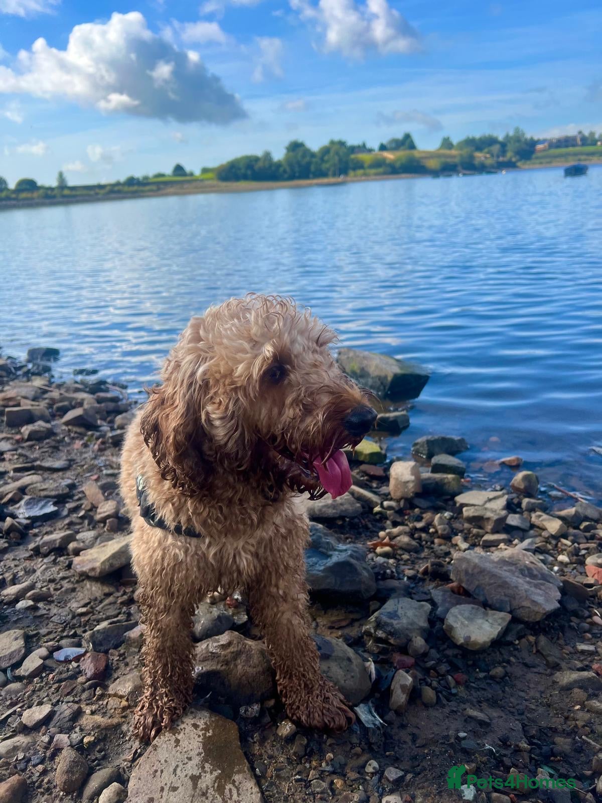 Cockapoo dogs Male cockapoo for sale  - Advert 1