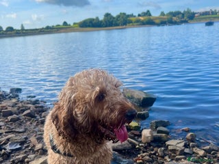 Cockapoo dogs Male cockapoo for sale - Advert 1