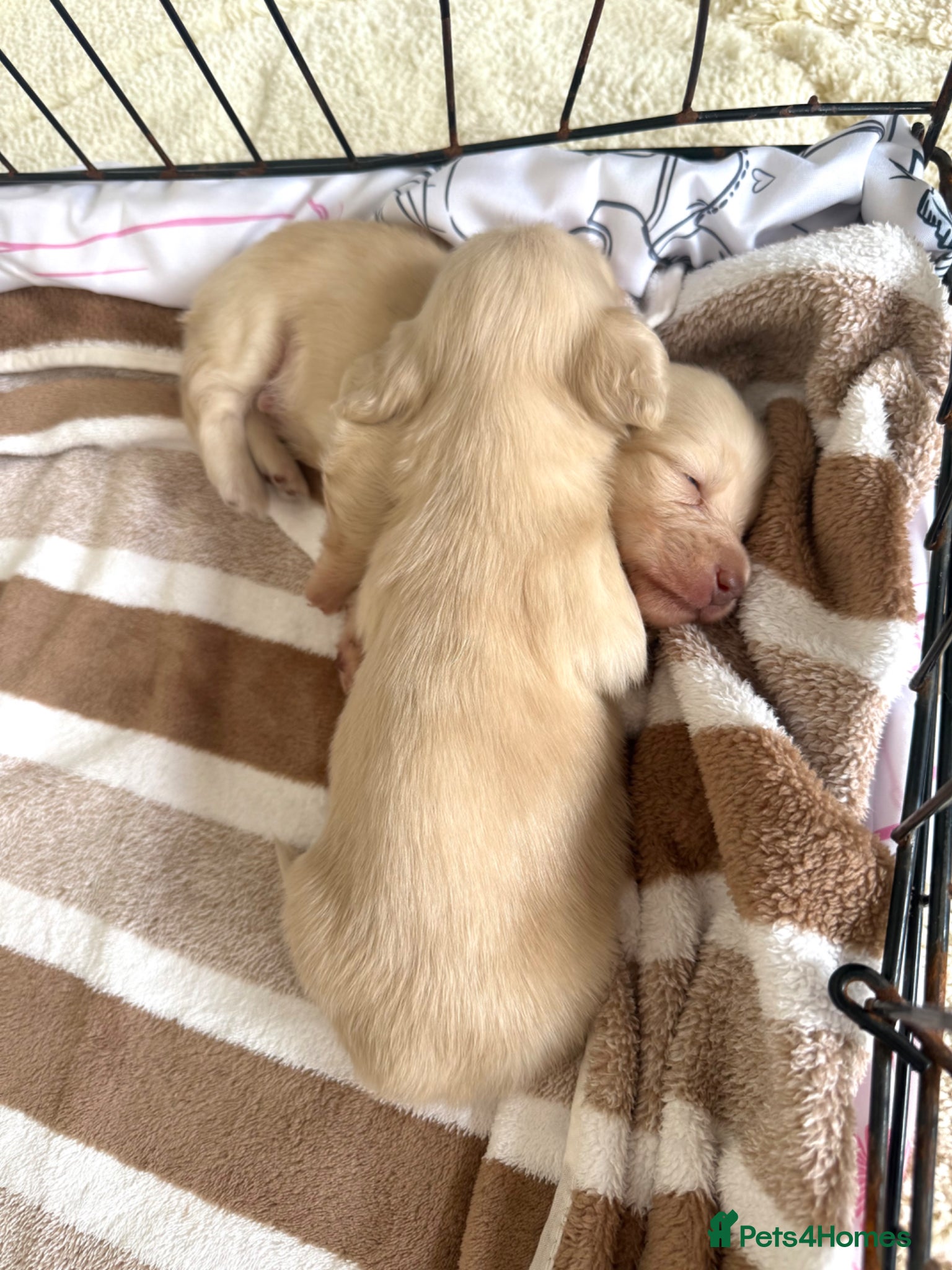 Miniature Dachshund dogs eeii Bright cream KC! Longhair miniature dachshund - Advert 2