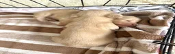 Miniature Dachshund dogs for sale: eeii Bright cream KC! Longhair miniature dachshund - Advert 11