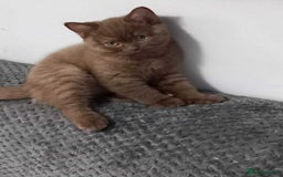 British Shorthair cats for sale: quality kittens gccf registered - Image 6