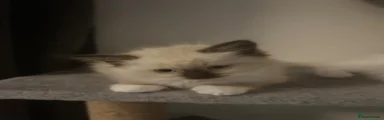 Ragdoll 1