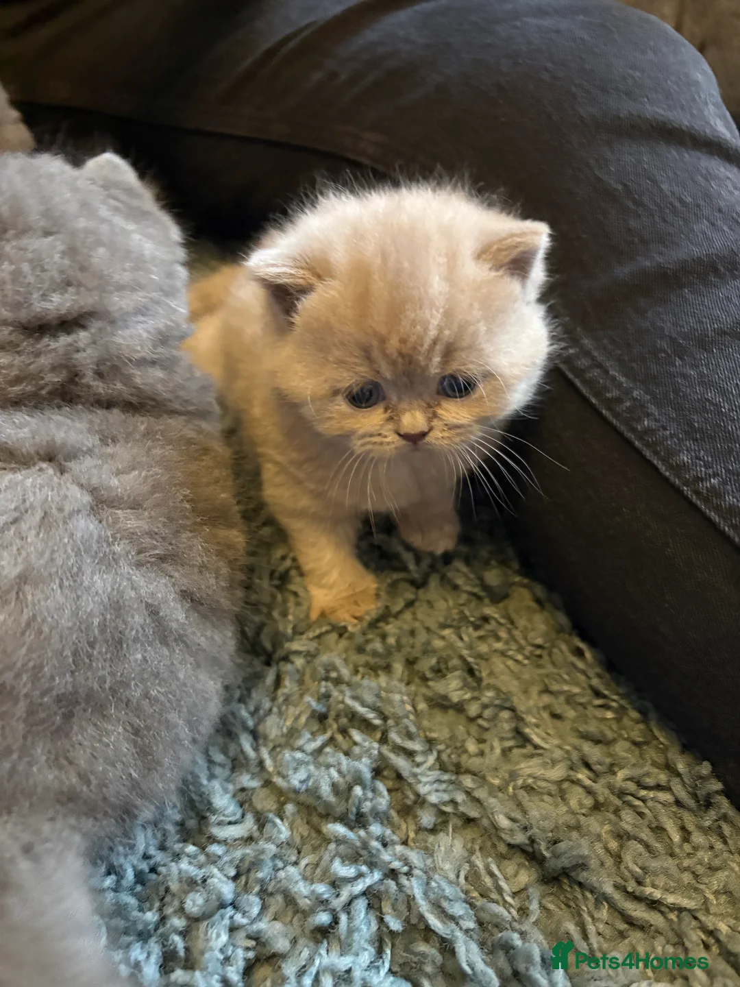 British Shorthair cats for sale: 2 beautiful lilac girls available (non active) - Advert 9