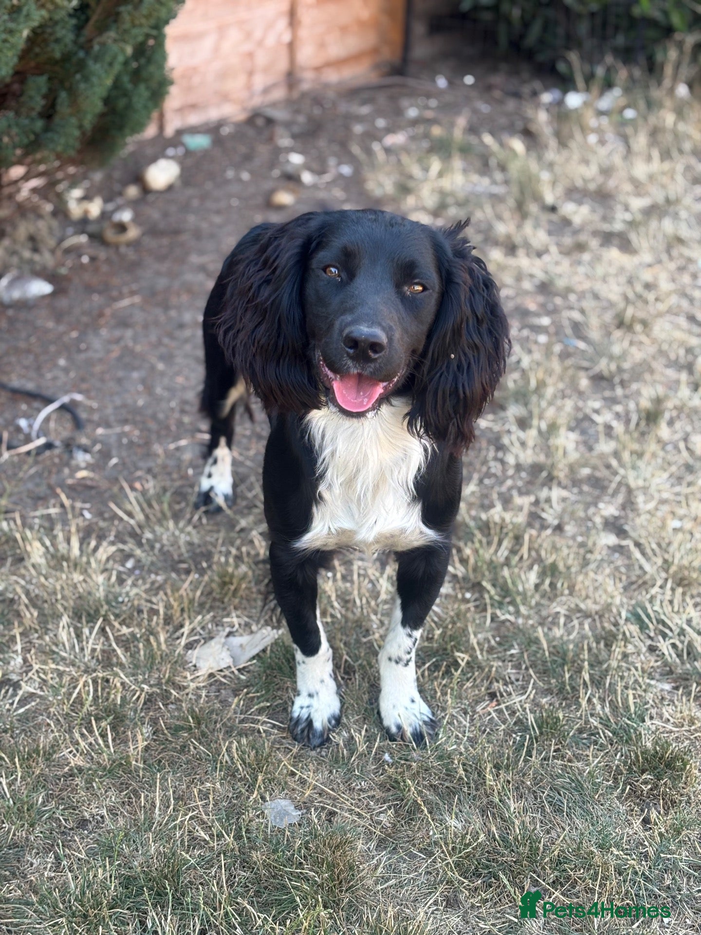 English Springer Spaniel dogs KC health tested springer spaniel at stud - Advert 2