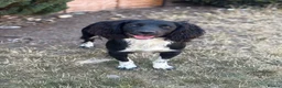 English Springer Spaniel dogs for stud: KC health tested springer spaniel at stud - Advert 2