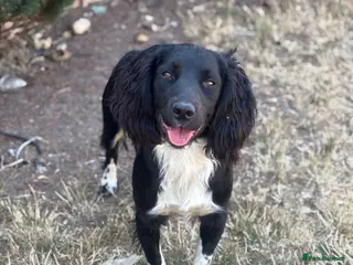 English Springer Spaniel dogs KC fully health tested springer spaniel at stud - Advert 2