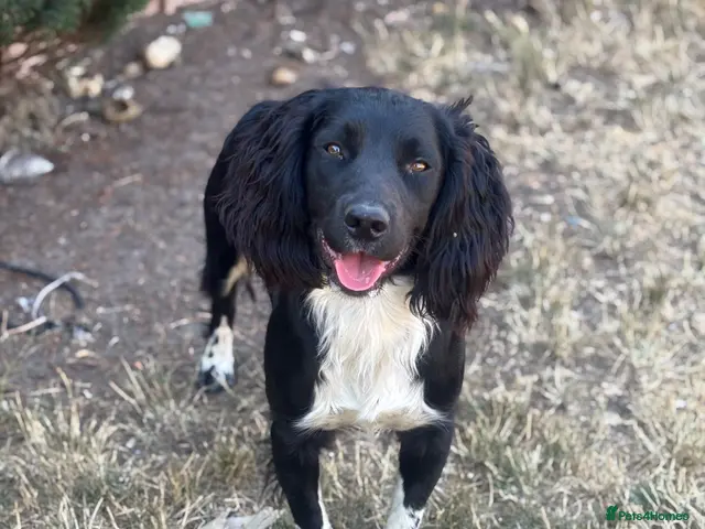 English Springer Spaniel dogs for stud: KC fully health tested springer spaniel at stud - Advert 2