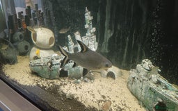 Other/Mixed Breed fish for sale: 5ft fish tank with fish - Image 14