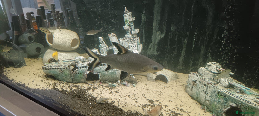 Other/Mixed Breed fish for sale: 5ft fish tank with fish - Image 14