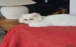 Persian cats for sale: Persian  cat - Image 1