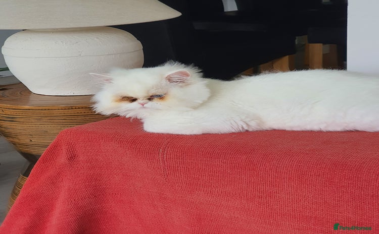 Persian cats - Advert 1