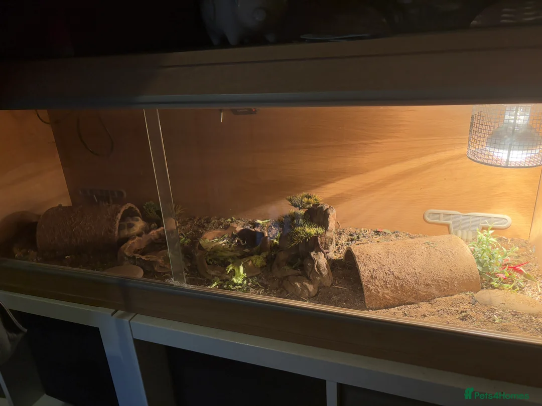 Tortoise reptiles for sale: Two Horsfield Tortoises  - Advert 8