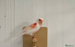 Canaries birds for sale: Canary’s  rhinelander harlequins and red mosaics  - Image 2