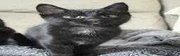 Mixed Breed cats for sale: 12 week old kittens  in Nelson - Advert 4